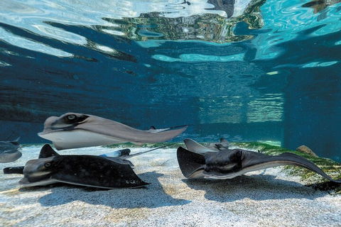 Lunch And General Admission Entry At AQWA - Holiday Jervis Bay 1