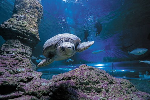 Lunch And General Admission Entry At AQWA - Holiday Jervis Bay 5
