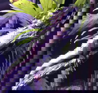 Cairns Aquarium Admission Ticket - Holiday Jervis Bay