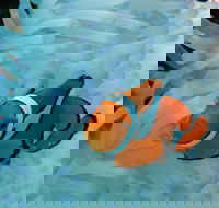 Seastar Luxury Outer Great Barrier Reef Island and Reef Tour from Cairns - Holiday Jervis Bay