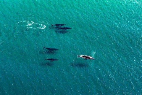 25-30 Minute Newcastle & Macquarie Helicopter Shared Flight - Holiday Jervis Bay 4