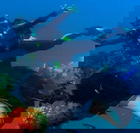 Scuba Dive the S.S. Yongala Wreck on the Great Barrier Reef. - Holiday Jervis Bay